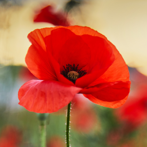 Red Poppy in a field