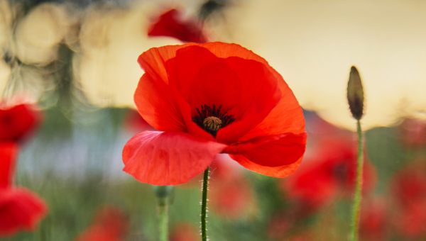 Red Poppy in a field